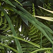 Greens and Fern Living Wall Indoor/Outdoor