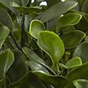 Peperomia Plant Indoor/Outdoor