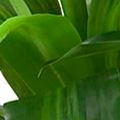 43-in. Real Touch Dracaena Silk Plant