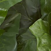 London Ivy Plant in Hanging Bowl