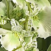 Dancing Lady Orchid Liquid Illusion Silk Flower Arrangement