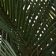 Cycas Artificial Tree