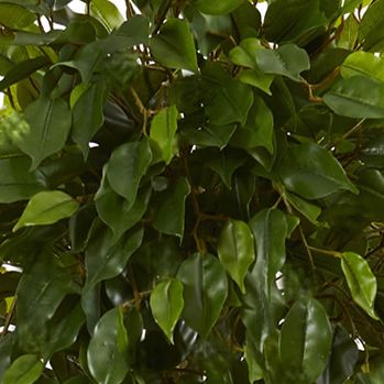 Ficus Artificial Topiary Tree (Indoor/Outdoor)