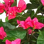 5-Foot Mini Bougainvillea Topiary