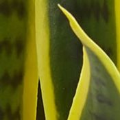 Sansevieria Plant