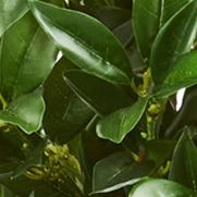 Bay Leaf Topiary Tree Indoor/Outdoor