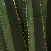 Spiked Agave in Cement Planter Indoor/Outdoor