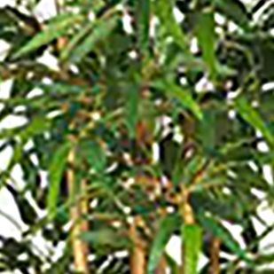 Bamboo Silk Tree