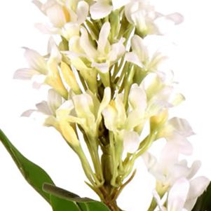 White Hyacinth Stem