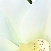 White Cymbidium In Pot