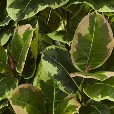 Variegated Rubber Leaf Artificial Plant