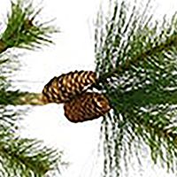 4-Foot Needle Pine Rope Garland with Pinecones