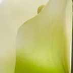 18-in. Mini Calla Lily Artificial Arrangement