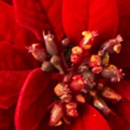 Poinsettia Boxwood and Succulent Arrangement