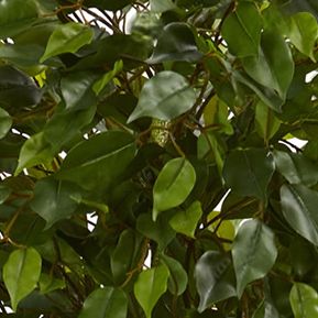 Ficus Artificial Tree (Indoor/Outdoor) 