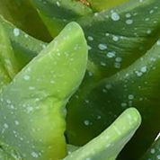 Assorted Potted Cactus Plants - Set of 3