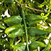 Green Butler Fern Vine