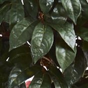 Capensia Ficus Tree in Planter