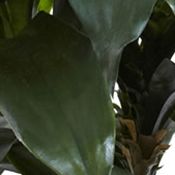 Dracaena Plant  Indoor/Outdoor