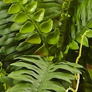 Boston Fern in Metallic Planter