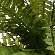 Green Fern Bush