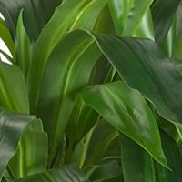 Corn Stalk Dracaena Silk Plant