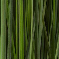 Rectangular Potted Grass