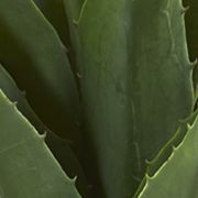Spiky Agave Plant in Planter