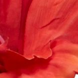 Hibiscus With Fluted Vase Silk Flower Arrangement