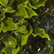 English Ivy Tree in Farmhouse Planter  Indoor/Outdoor