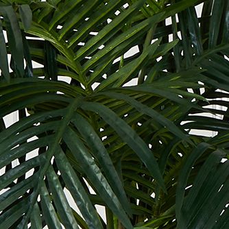 Golden Cane Palm Tree in Cement Planter