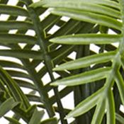 Double Robellini Palm Tree Indoor/Outdoor