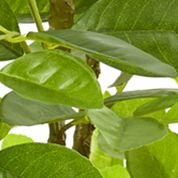 Ficus Tree in Planter