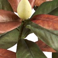 5 Foot Fall Magnolia Artificial Tree