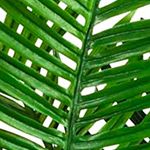 5-Foot Paradise Palm