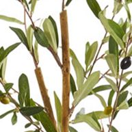 Olive Tree