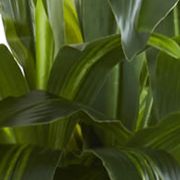 Corn Stalk Dracaena with Wash Planter