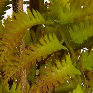 Fern Plant in Metal Hanging Basket