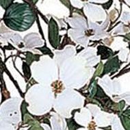 5-Foot Dogwood Silk Tree