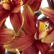  Large Cymbidium with Vase Arrangement 