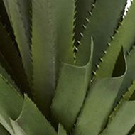4-Foot Spiked Agave Plant