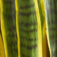 Sansevieria Plant in Planter