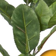 Lemon Branch with Leaves