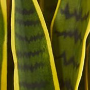 Sansevieria Plant