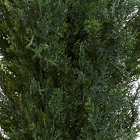 7-Foot Mini Cedar Pine Tree with 3614 Tips in 12 Pot -Two Tone Green