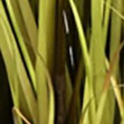Vickerman 55" Artificial Potted Green Grass and Natural Reeds.
