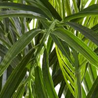 2.5-ft. Areca Palm Tree