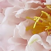 Peony and Mum in Glass Vase