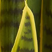 Sansevieria Plant