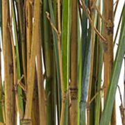 Grass and Bamboo Plant